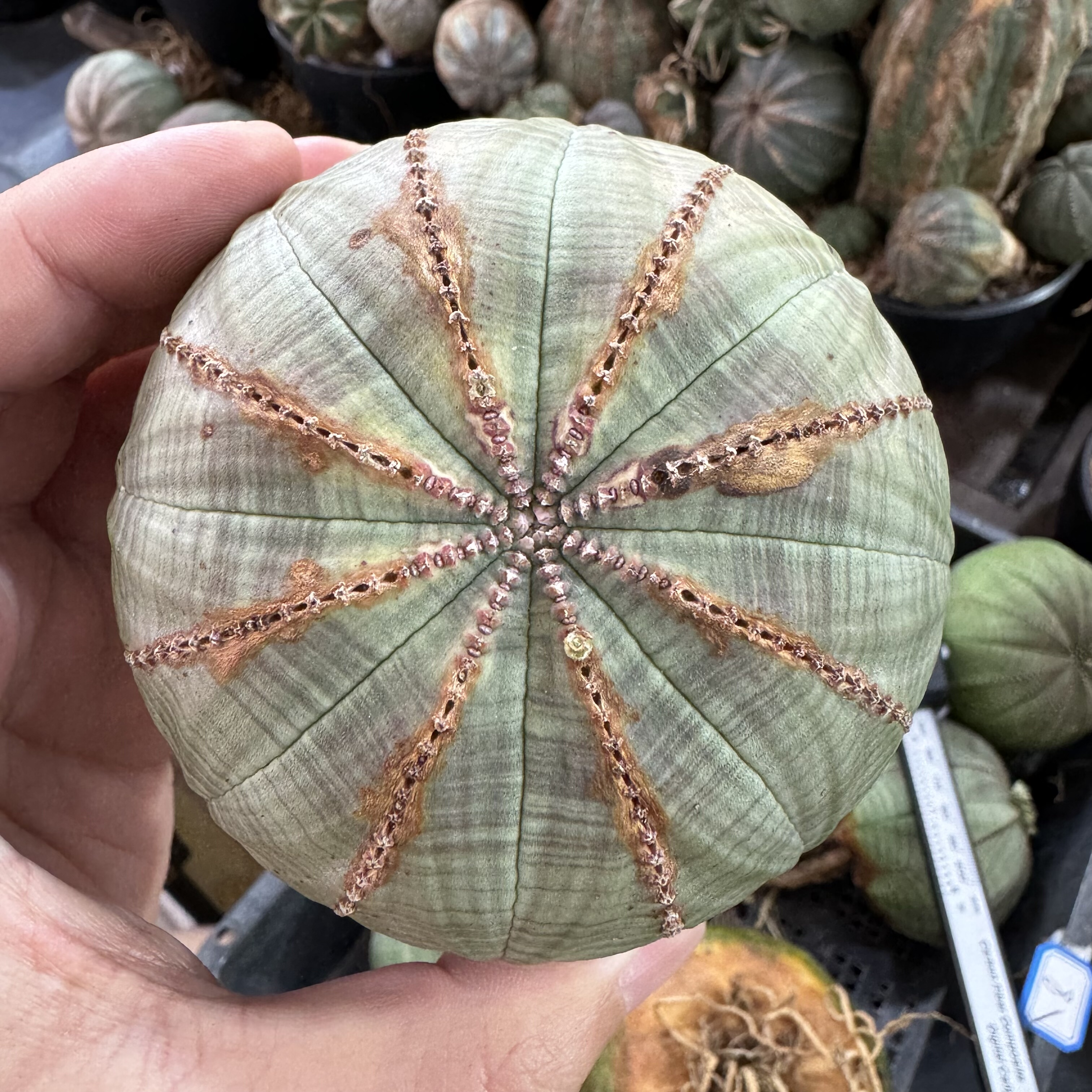 欧系布纹球胖圆体周正老球实生老家布纹球潮流块根植物熟桩大尺寸