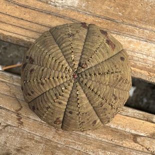 欧系布纹球实生老桩胖圆根系好适合新手入门精品布纹球