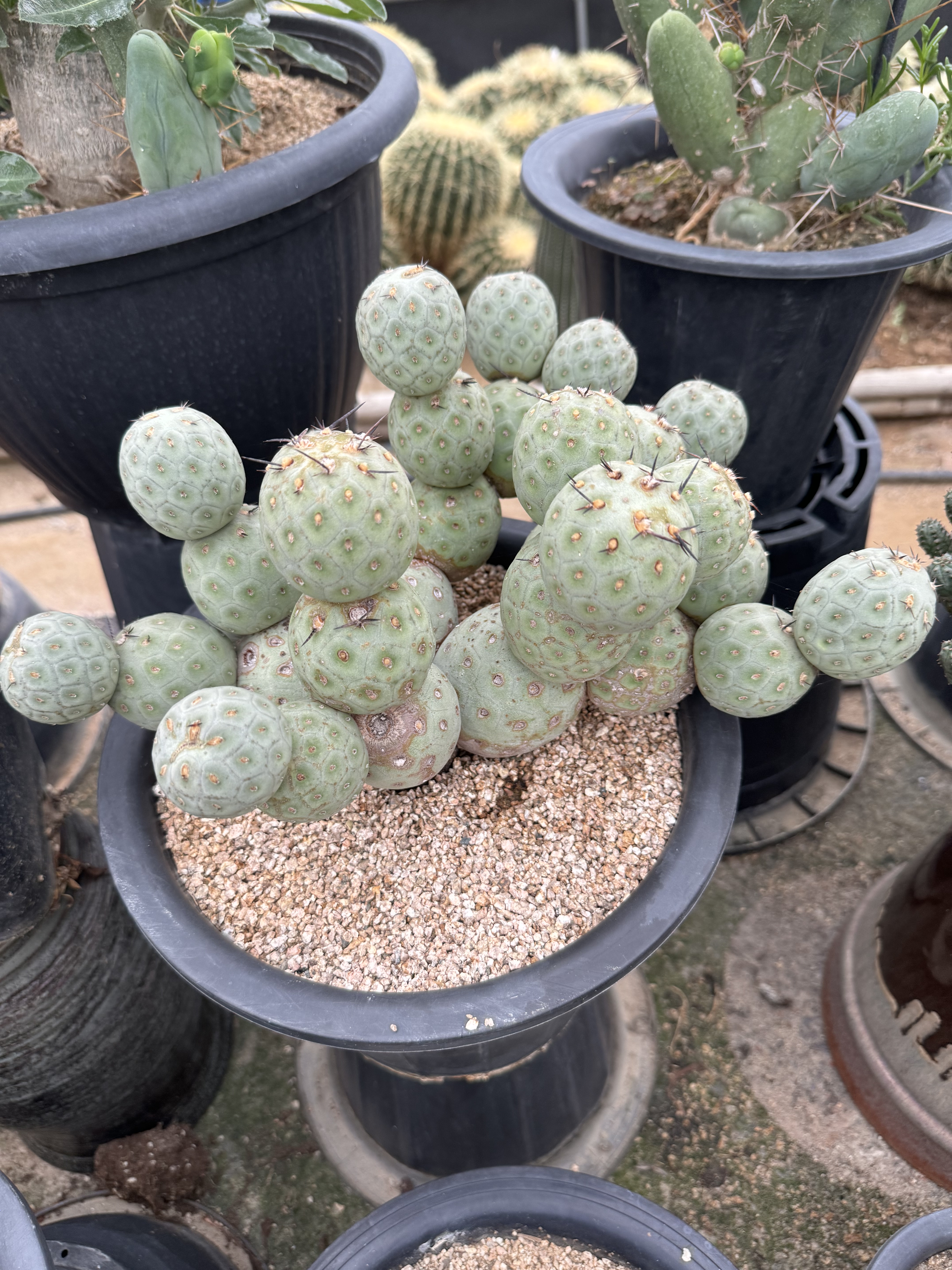 习志野大胖圆，欧货习志野，实生老球潮流块根，多头自然群习志野