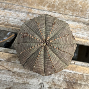 欧系布纹球实生老桩胖圆根系好适合新手入门精品布纹球