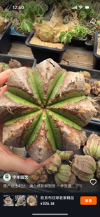 原产地法利达满绣翠绿体野生块根大戟科老家法利达欧系布纹球潮流