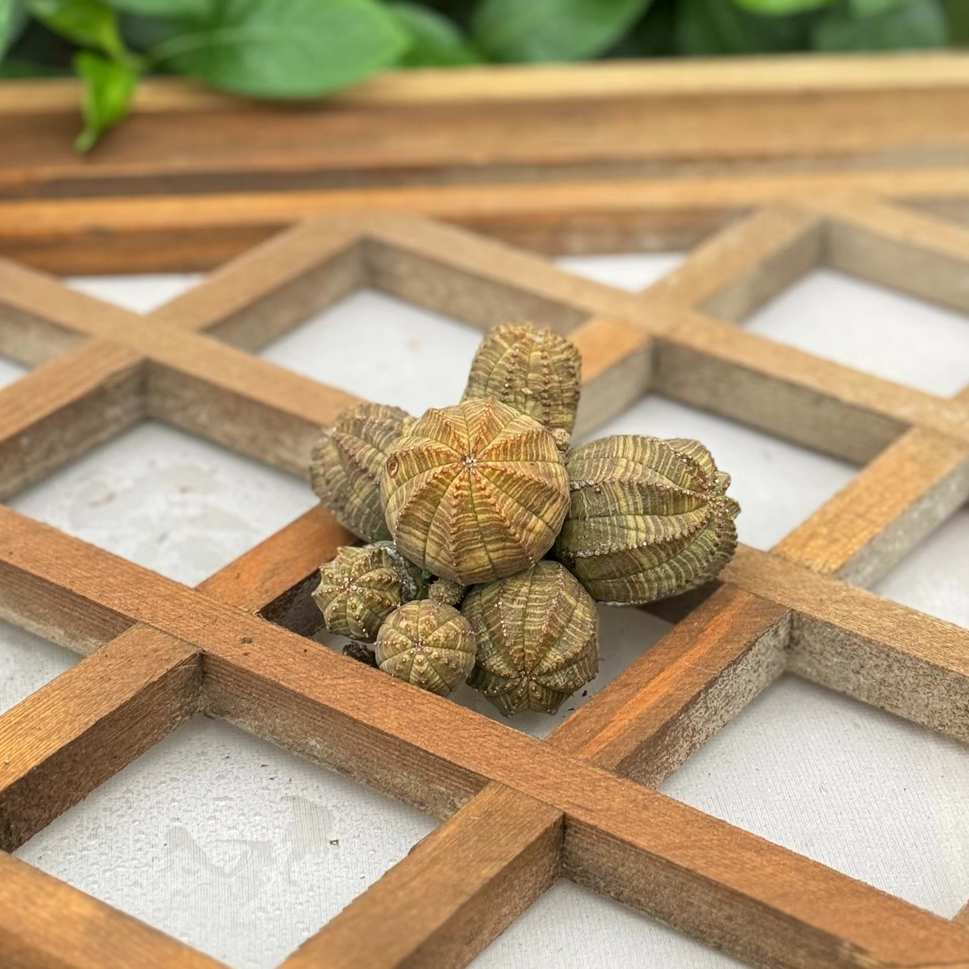 黄色欧系布纹球自然群实生，捡漏,鲜花速递/花卉仿真/绿植园艺,多肉植物,淘宝优惠券,粉丝福利购,淘宝优惠卷