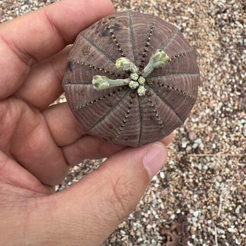 欧系布纹球实生老桩特价粉色