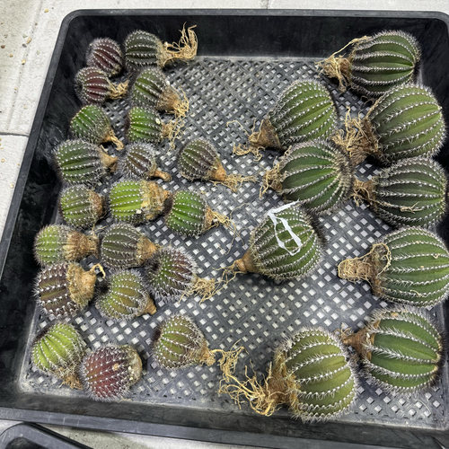 实生优博球一物一拍实生仙人球直播中～