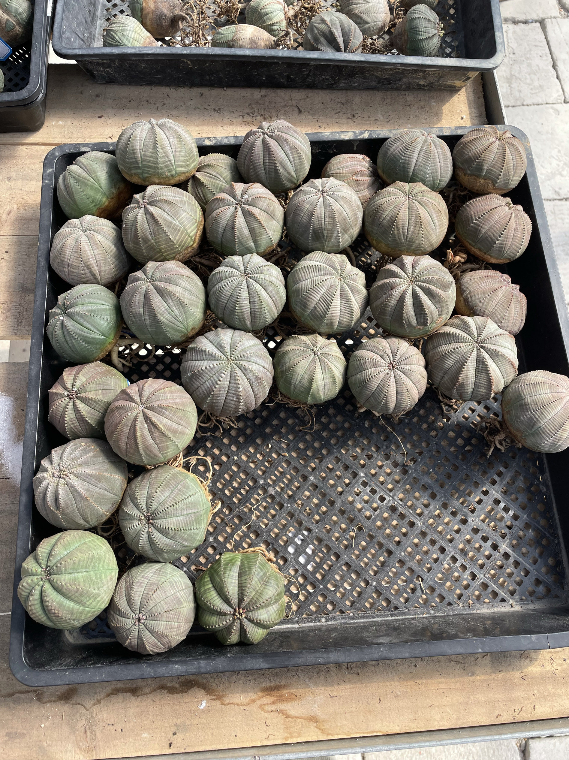 欧系布纹球翠绿色精品一物一拍可以挑选,鲜花速递/花卉仿真/绿植园艺,多肉植物,淘宝优惠券,粉丝福利购,淘宝优惠卷