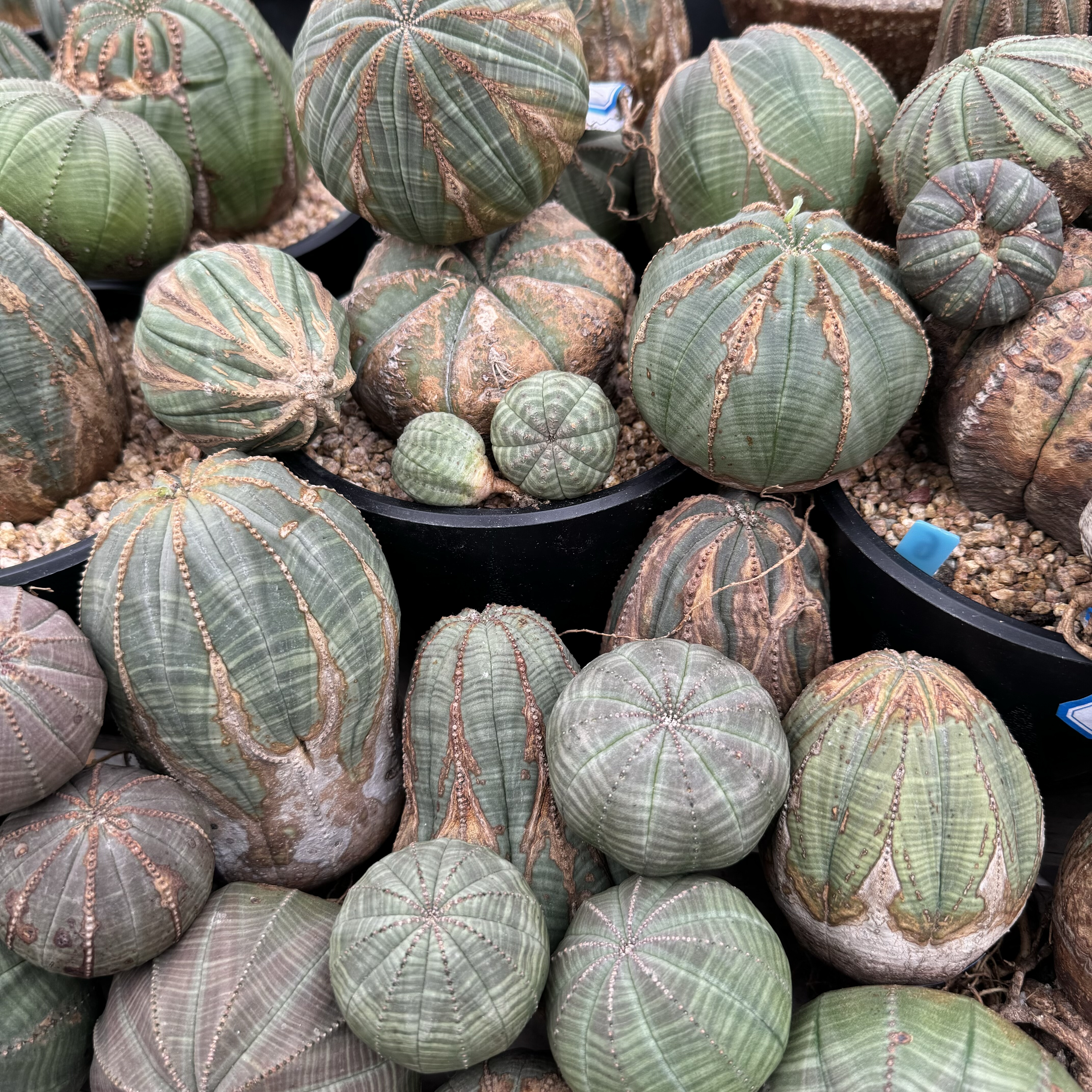 欧系布纹球原产地块根植物潮流块根彩肌布纹球艳肌布纹球一物一拍