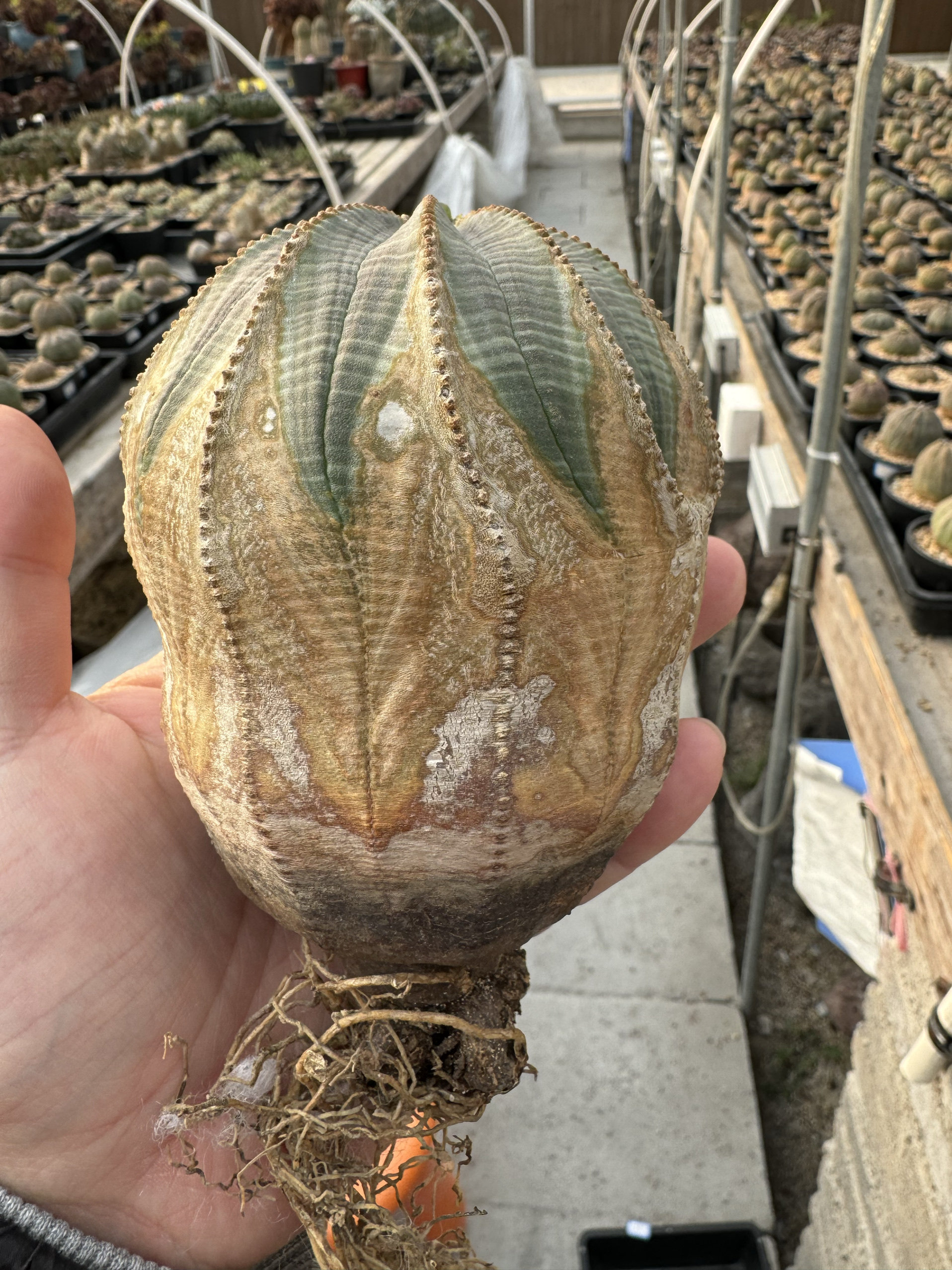 欧系布纹球满绣精品大尺寸巨无霸9.6cm老家布纹球潮流块根植物