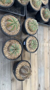 原产地法利达欧系布纹球野生布纹球潮流块根实生满绣布纹球可挑选