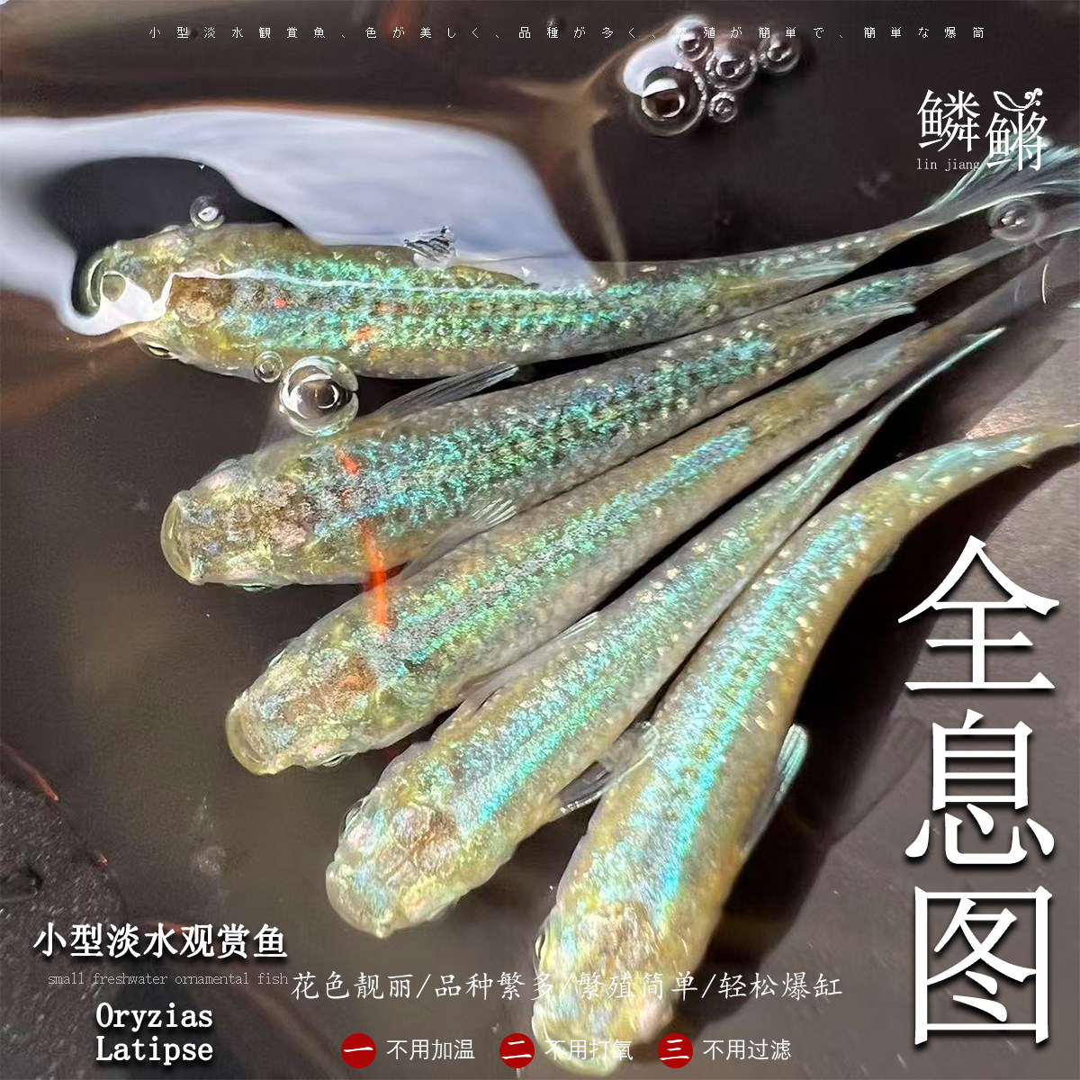 观背青鳉鱼全息图 青鳉鱼 淡水冷水鱼群游鱼繁殖组好养耐活不打氧