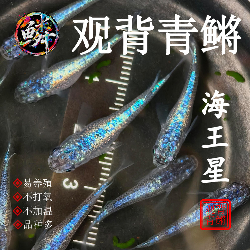 观背青鳉精品海王星冷水观赏鱼