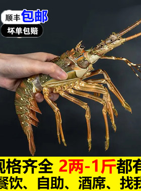 小青龙虾鲜活冷冻3只包邮顺丰