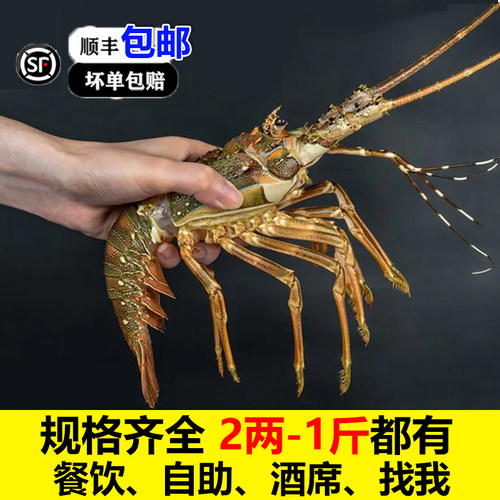 小青龙虾鲜活冷冻3只包邮顺丰