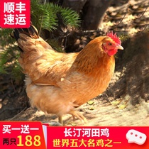 长汀河田鸡农家散养小母鸡2只正宗土鸡走地鸡新鲜童子鸡跑山草鸡