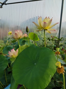 鹿城秋，碗莲，盆栽荷花种藕，中型品种