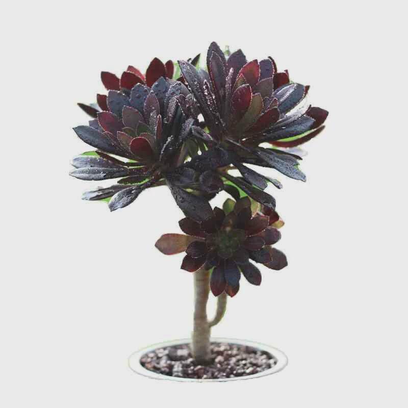 黑法师多头群生老桩  多肉植物景天肉肉莲花掌魔法师大老桩超大