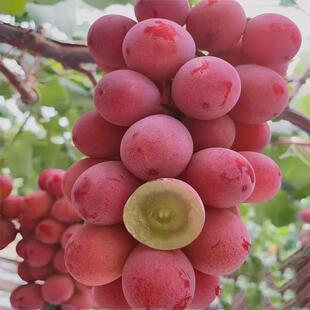 妮娜皇后葡萄苗果树苖无籽特大尼娜爬藤盆栽云南北方地栽当年结果