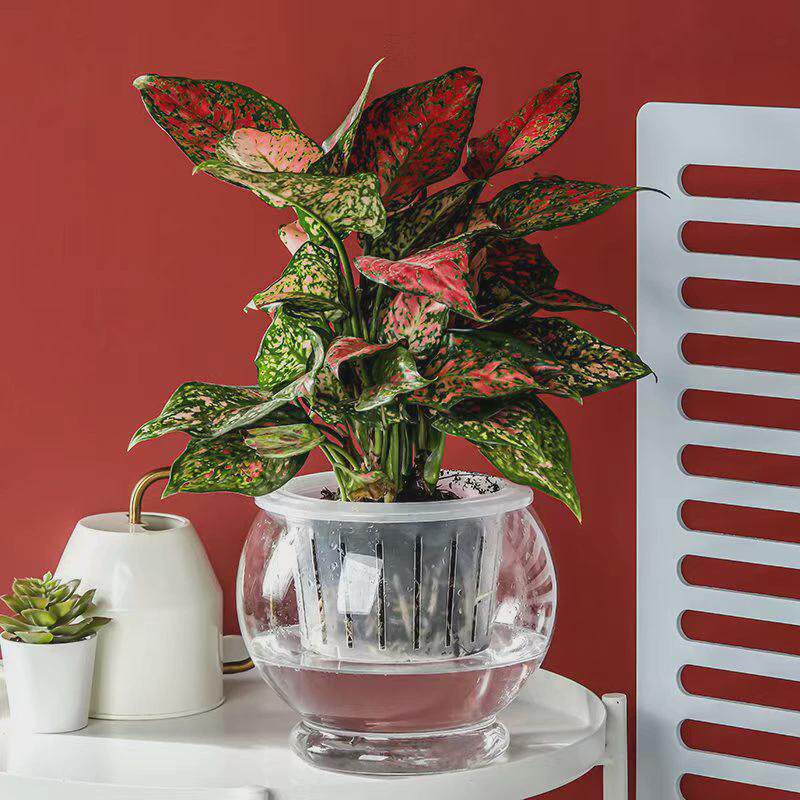 圆球玻璃花瓶水培绿萝大号透明花盆容器桌面植物鱼缸水养