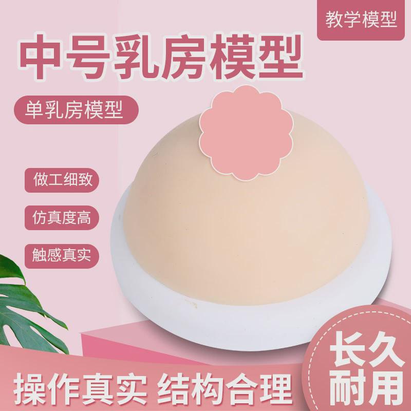 女性乳房模型催乳师培训道具哺乳教学模型硅胶假乳房医学教具中号