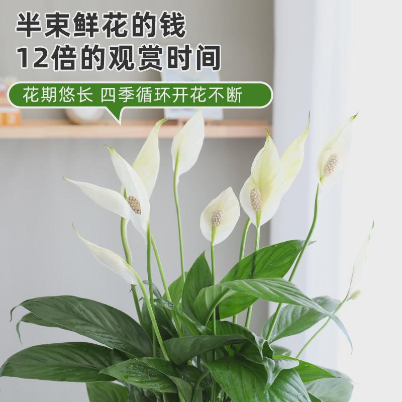 水培白掌一帆风顺绿植盆栽红粉掌室内客厅桌面花卉植物耐阴好养