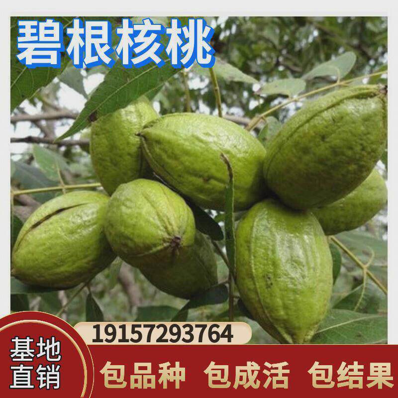 碧根果树果苗嫁接美国薄皮山核桃南北方庭院地栽种植大苗当年结果