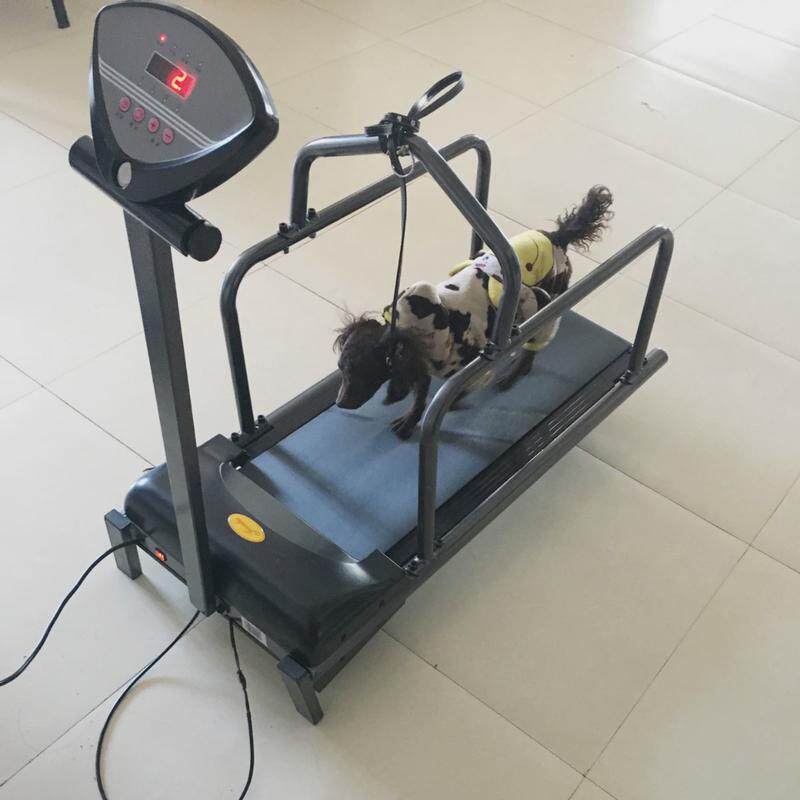 宇晟宠物跑步机小型家用犬用跑步机动物跑步机宠物狗用品C100
