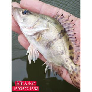鳜鱼苗桂鱼季花翘嘴桂肉食型斑鳜白红顺路亚养殖淡水鱼苗鳜丰包邮