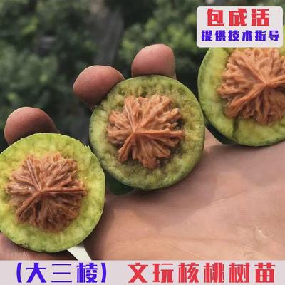 嫁接三棱文玩核桃树苗把玩大狮子头麻核桃树果苗盆栽地栽当年结果