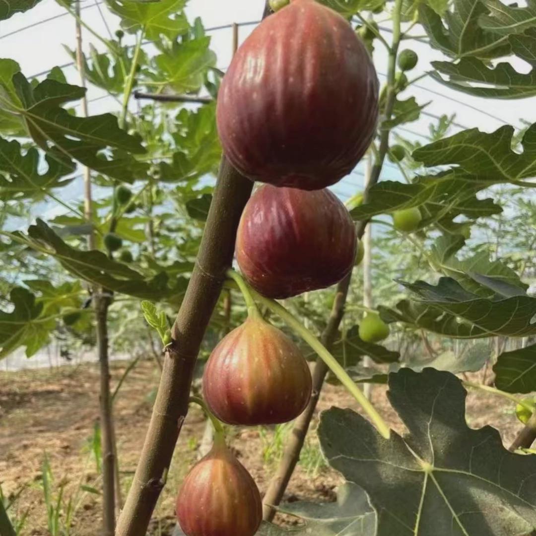 超大无花果树果苗四季盆栽当年结果波姬红矮化带土无花果树苗盆栽
