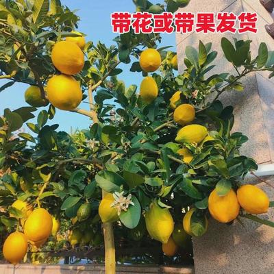 台湾四季香水柠檬树苗广东带花带果核果苗盆栽青柠檬苗大苗果树