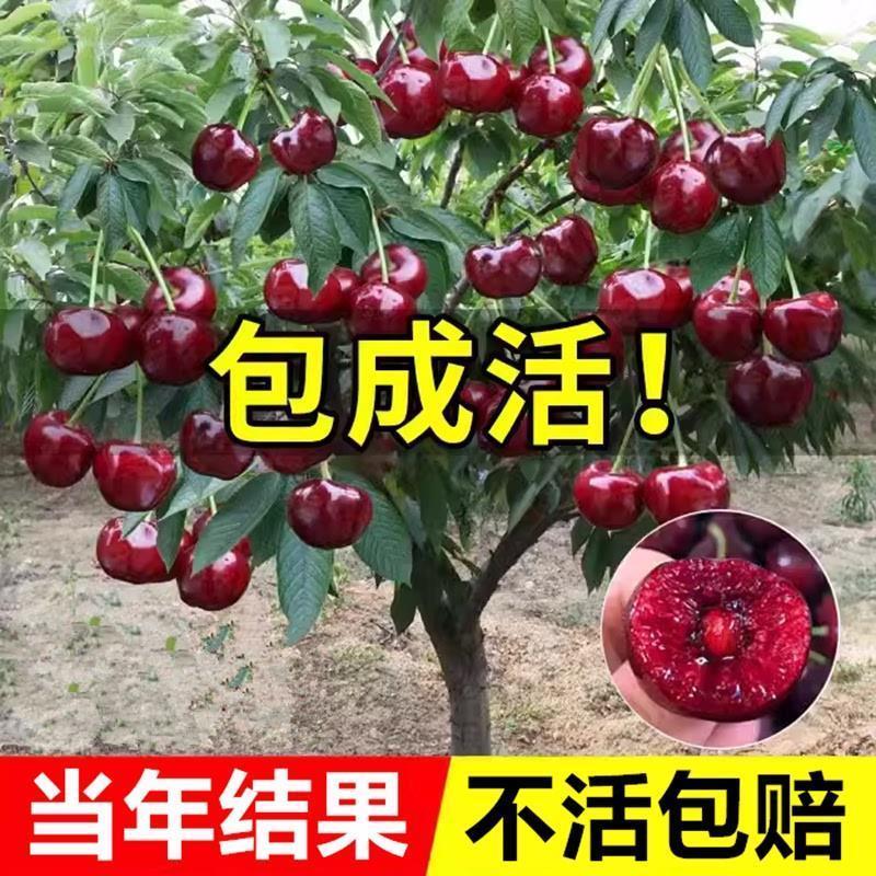车厘子树苗樱桃树苗南方北方种植盆栽庭院果树矮化大樱桃苗樱桃树