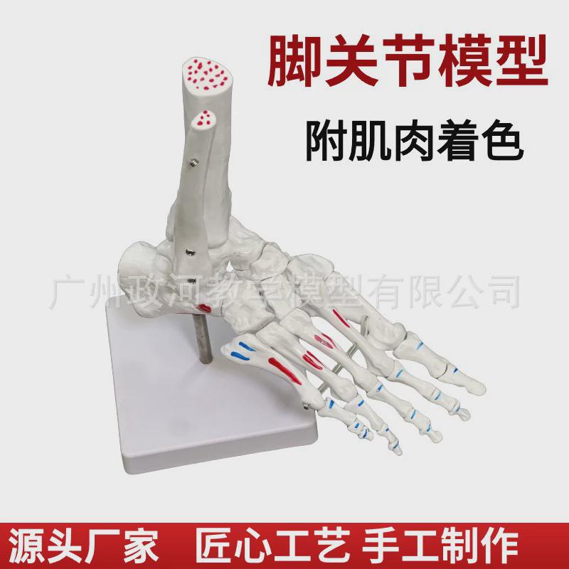 厂家脚关节手关节带肌肉着色模型人体脚关节模型足骨手仿真踝关节