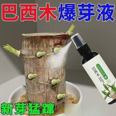 幸运木巴西木营养液专用液体肥料水培促生根开花爆芽防霉营养液