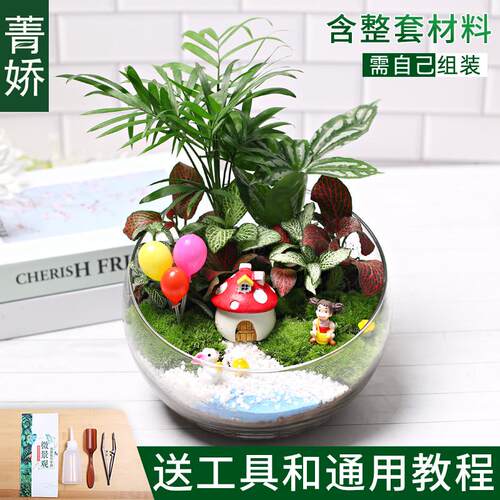 18切儿童种植小盆栽diy鲜活植物苔藓微景观材料包创意生态瓶套装