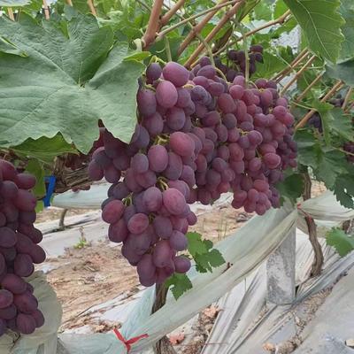 无籽红提克伦生葡萄苗无核爬藤葡萄树苖北南方种植当年结果果树苗