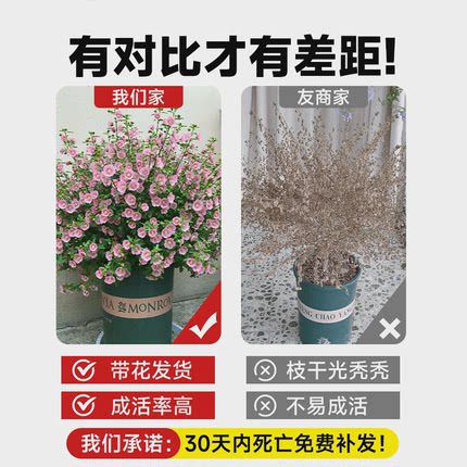 小木槿花大苗盆栽棒棒糖花卉植物蓝雪花四季开花玛格丽特带花好养