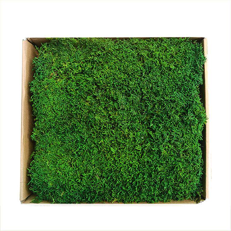 永生苔藓植物墙狭叶白发藓块植被干花藓草坪大羽藓大灰藓永生青苔
