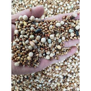 50斤鸽子粮无玉米鸽粮鸟食饲料赛鸽信鸽飞成肉幼观鸽粮19省