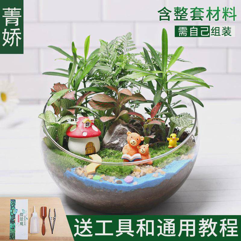 20c苔藓diy生态瓶微景观绿植物种植材料包切组合套装暖场活动大号