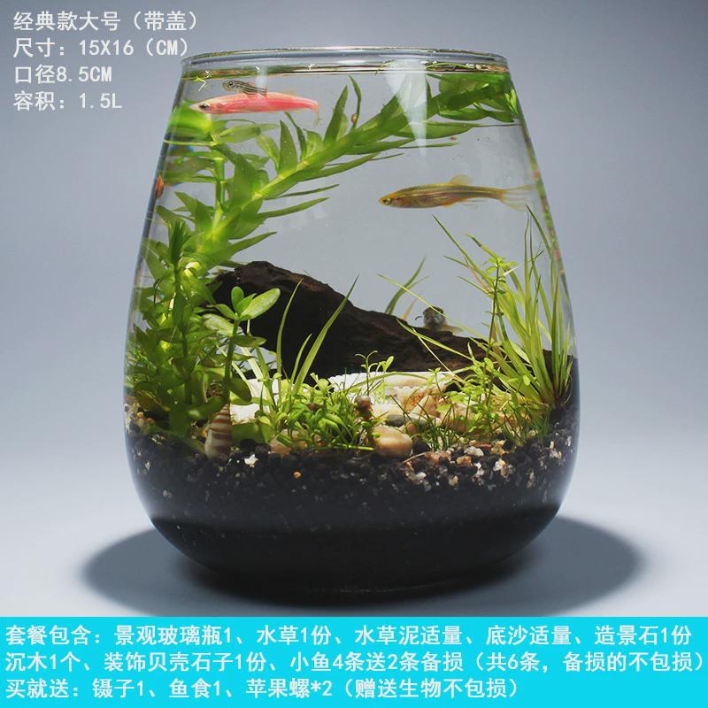生态瓶全套免换水自循环diy瓶玻璃微景观桌面小鱼缸学科学作业