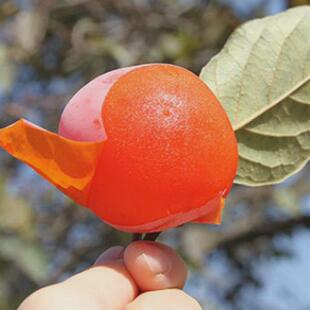 正宗陕西临潼火晶柿子树苗嫁接柿子苗水晶软柿子全国种植当年结果