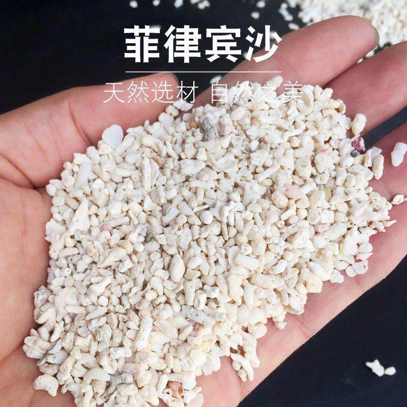 珊瑚造景沙菲律宾沙鱼海水缸寄居蟹贝壳砂慈鲷沙海龟缸底砂