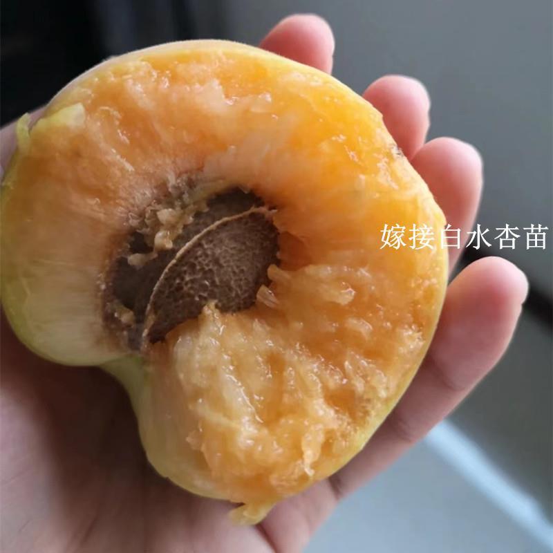 嫁接白水杏树苗大白杏甜杏树活苗南方北方庭院种植盆栽地栽果树苗