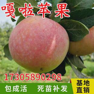 嘎啦苹果苗南北方庭院地栽嫁接特大矮化阳台室内盆栽种植当年结果