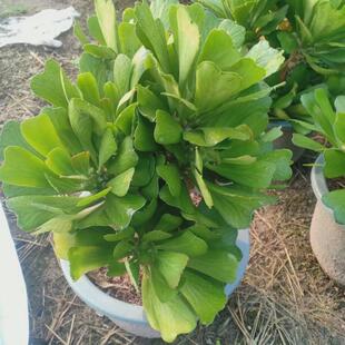 扇贝麒麟高度60-70厘米仙人球植物基地直发景观造景沙生仙人球