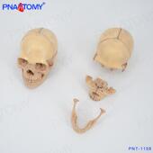 颅骨小骷髅头模型仿真人头骨原色可拆卸15部件素描临摹美术