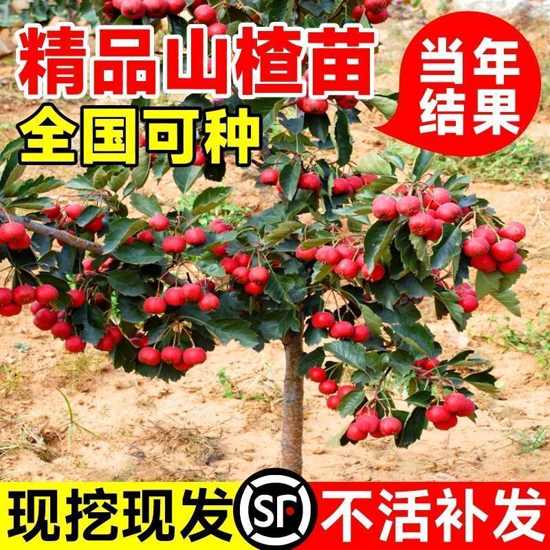 山楂树活苗大金星大五棱苗甜红子黄山楂嫁接歪把红果苗山里红树苗