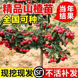 山楂树活苗大金星大五棱苗甜红子黄山楂嫁接歪把红果苗山里红树苗