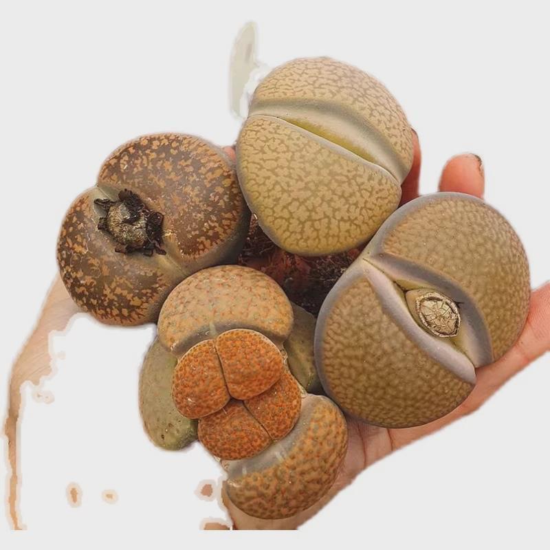 超大母本生石花Lithops PP花石头花卉盆栽室内桌面小植物多肉稀有