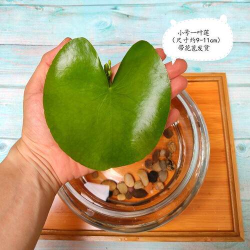碗莲盆养鱼池莲花水水培植物池塘无土水养盆栽水生一叶莲水生水生
