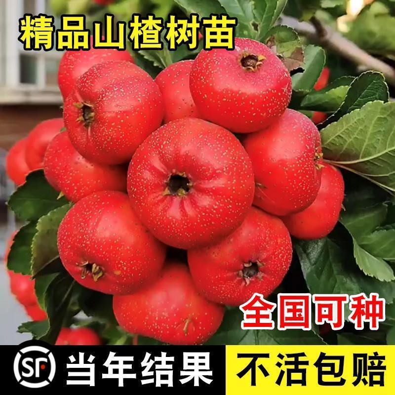 山楂树活苗大五棱甜红子山楂苗南方北方种植庭院水果树苗嫁接果苗